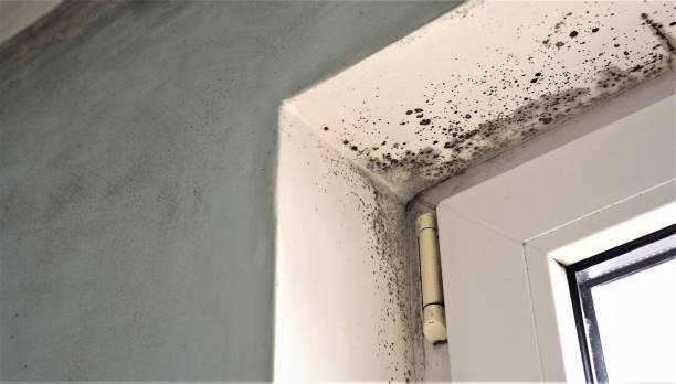 Best Mold Prevention Services  in Madison, IN