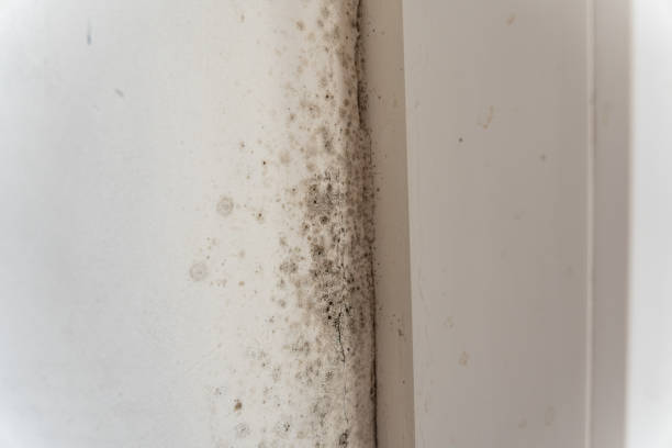 Best Mold Remediation for Healthcare Facilities  in Madison, IN